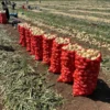 YELLOW ONIONS 🇹🇷