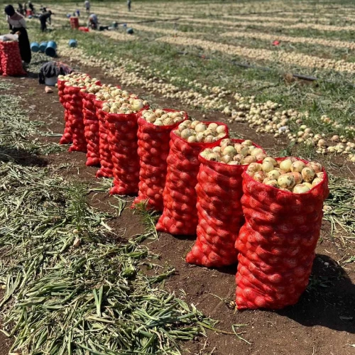1 YELLOW ONIONS 🇹🇷