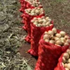 YELLOW ONIONS 🇹🇷