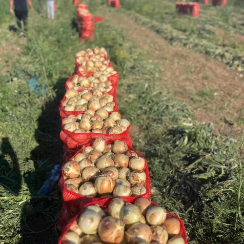 3 YELLOW ONIONS 🇹🇷