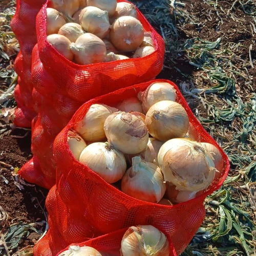 4 YELLOW ONIONS 🇹🇷